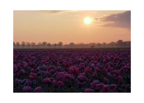 Artmuze Zonsopgang Boven Bevroren Tulpen (300501)