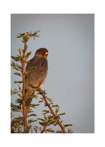 Black Shouldered Kite